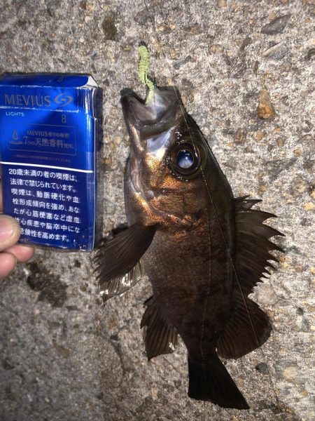メバル⑦