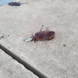 ヒットエギは海の底