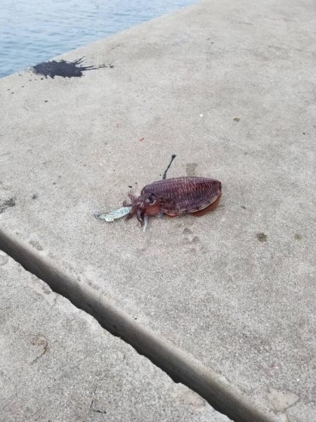 ヒットエギは海の底