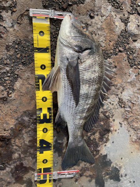 真冬のヘチ釣り