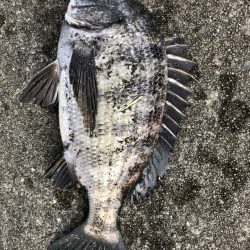 イチノ兄弟、釣果!