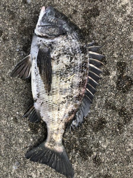 イチノ兄弟、釣果!