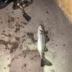 チーバスだった