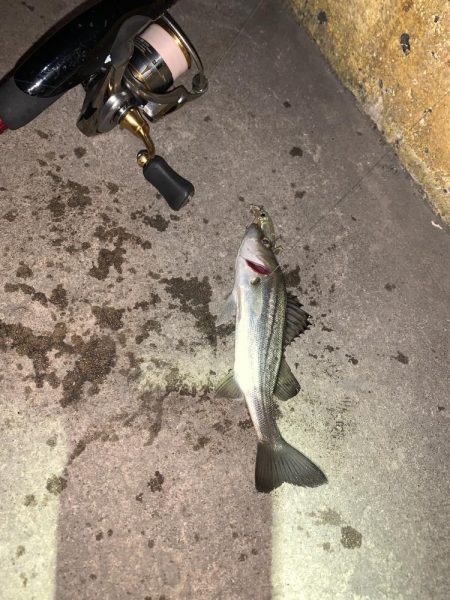 チーバスだった