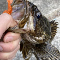 初ベイトフィネスでタケノコ遊び