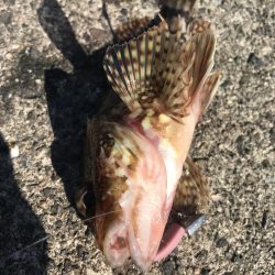 ライトワインドでガシラGET