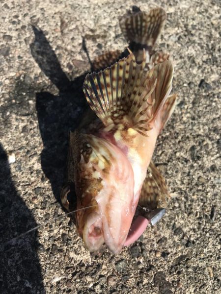 ライトワインドでガシラGET