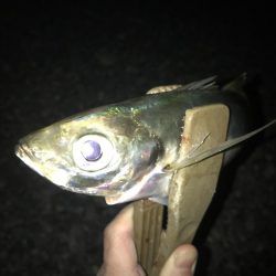 フロートリグで尺アジGET