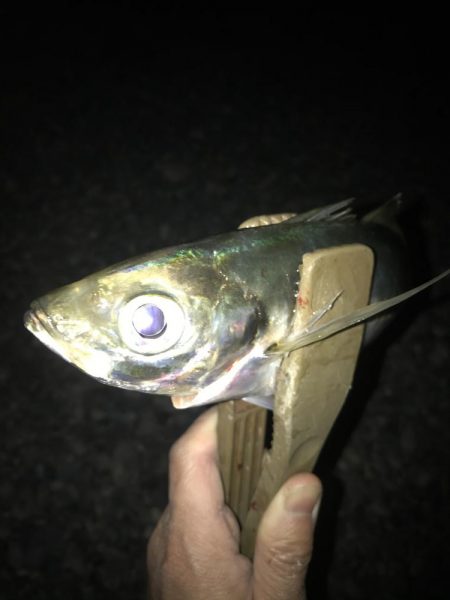 フロートリグで尺アジGET