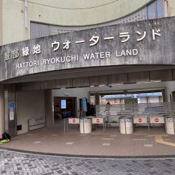 新年服部緑地エリアトラウト