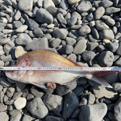 ミニボート真鯛