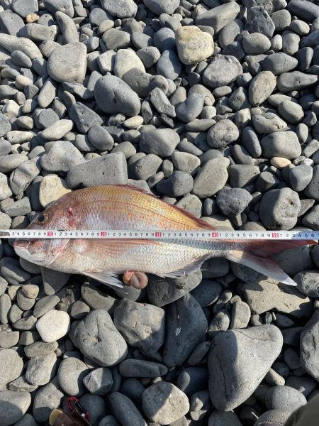 ミニボート真鯛