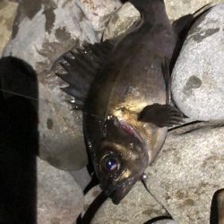 安定した良型メバル