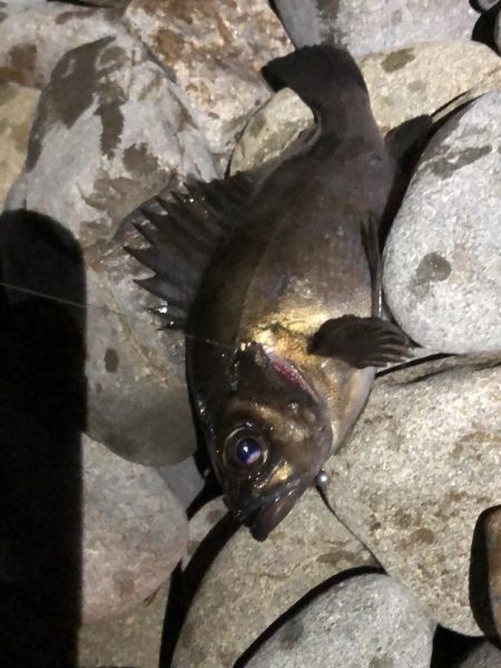 安定した良型メバル