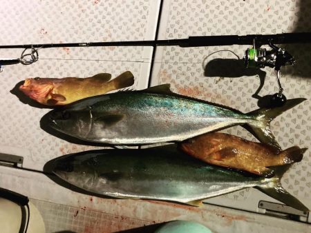 ヒラマサキャスティング