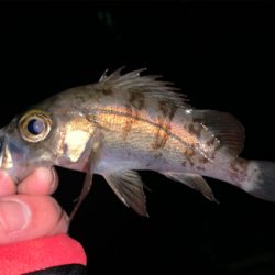 メバリング開幕