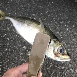 朝マズメのフロートアジング