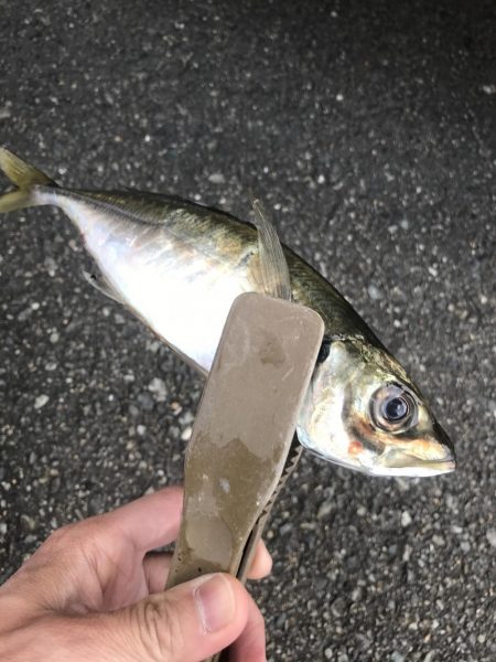 朝マズメのフロートアジング