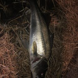 メバルとシーバス