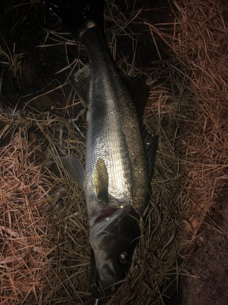 メバルとシーバス