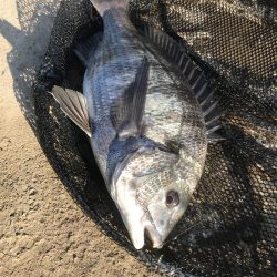 ヘチ釣りでチヌGET