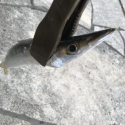 朝マズメのカマス釣り