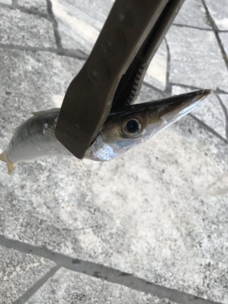 朝マズメのカマス釣り