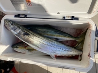 オフショアジギング