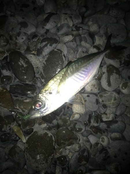 夕マズメのフロートアジング