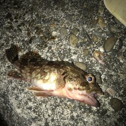 カブラでガシラ入れ食い