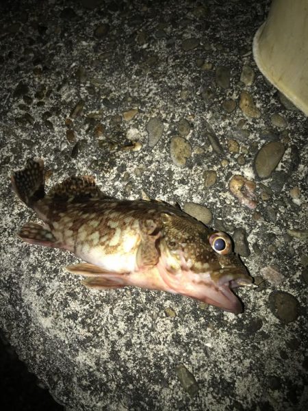 カブラでガシラ入れ食い
