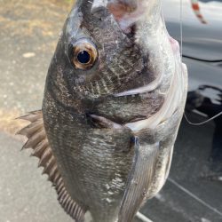 バラした魚は大きい！