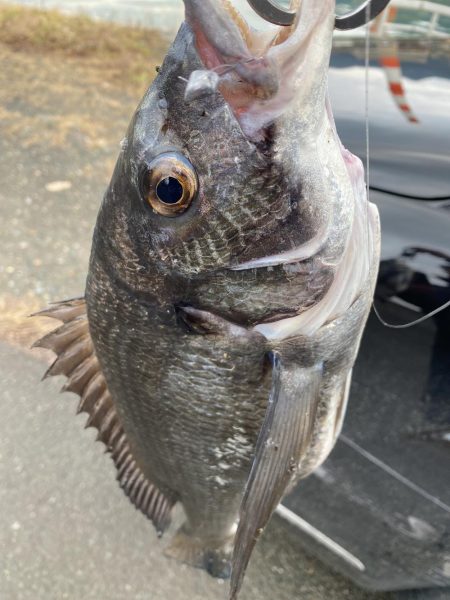 バラした魚は大きい！