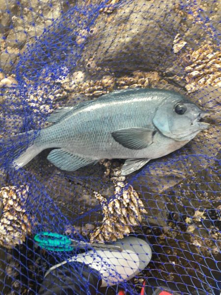 たかたか釣り日記