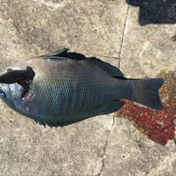 たかたか釣り日記