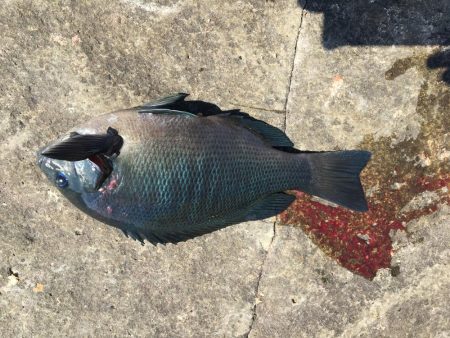 たかたか釣り日記