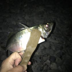 フロートアジングで尺アジGET