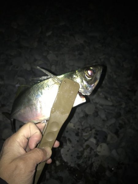 フロートアジングで尺アジGET