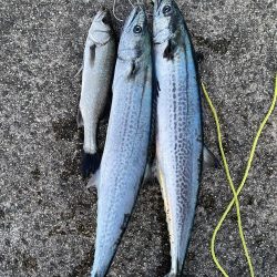 サワラサイズ狙い！