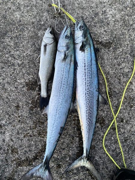 サワラサイズ狙い！