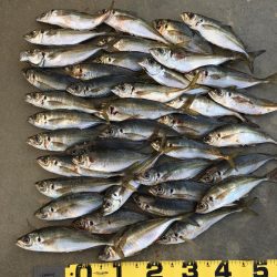 尺アジング爆裂！！！