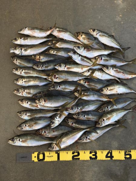 尺アジング爆裂！！！