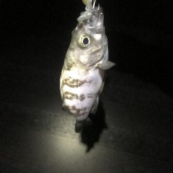 またあなたか〜