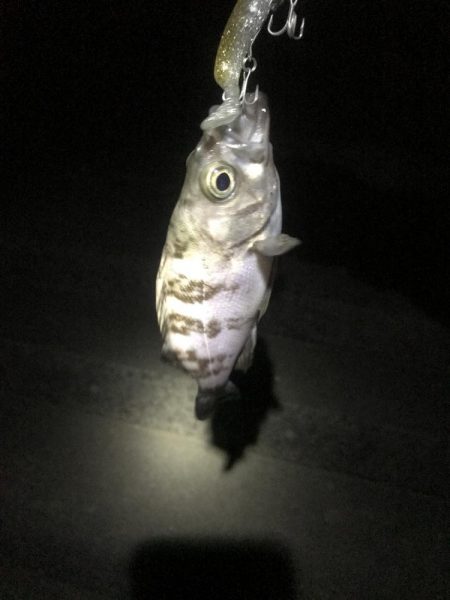 またあなたか〜