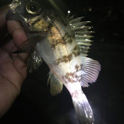 たかたかの釣日記