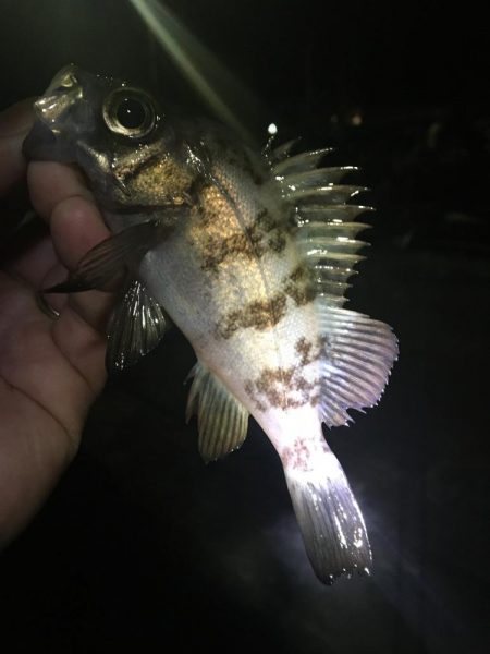 たかたかの釣日記