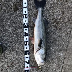 今年初釣りでブリ！！