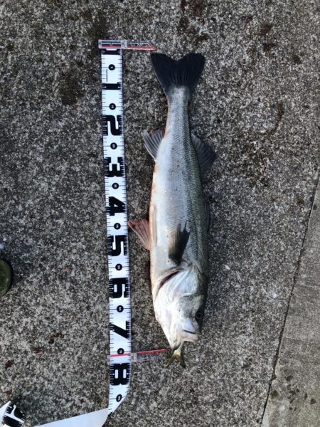 今年初釣りでブリ！！