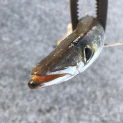 朝マズメのカマス釣り