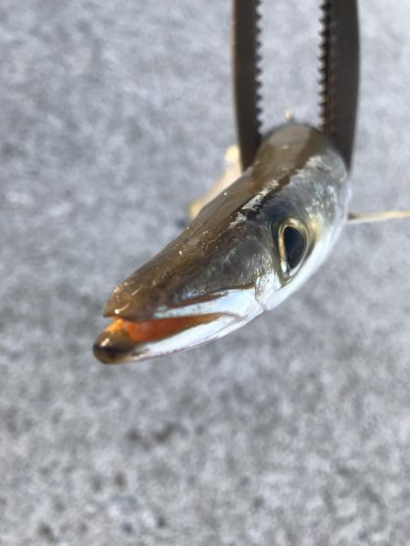 朝マズメのカマス釣り